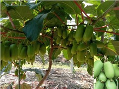 10.龍城2號軟棗獼猴桃